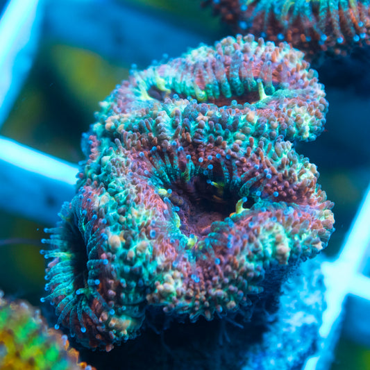 Aussie Acan