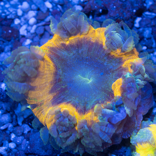 Ultra Rock Flowers