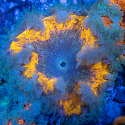 Ultra Rock Flowers (10)