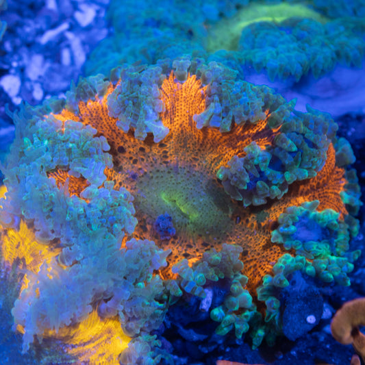 Ultra Rock Flowers (11)