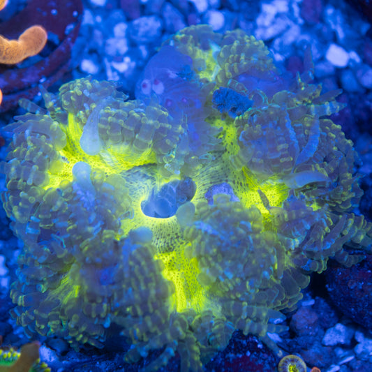 Ultra Rock Flowers (12)