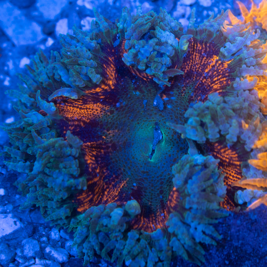 Ultra Rock Flowers (13)