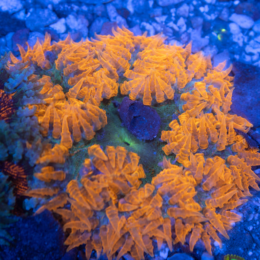 Ultra Rock Flowers (14)
