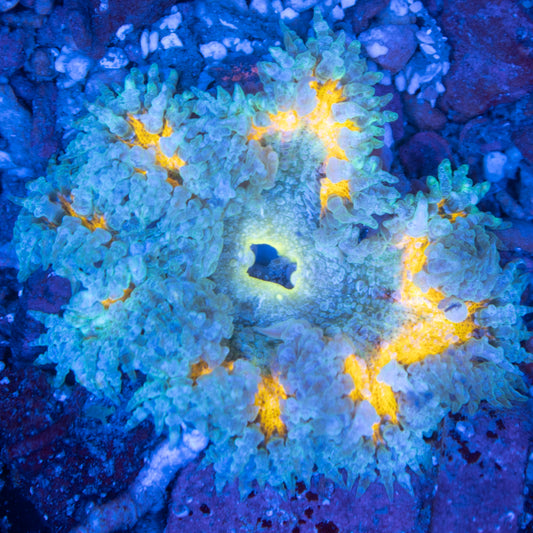 Ultra Rock Flowers (15)