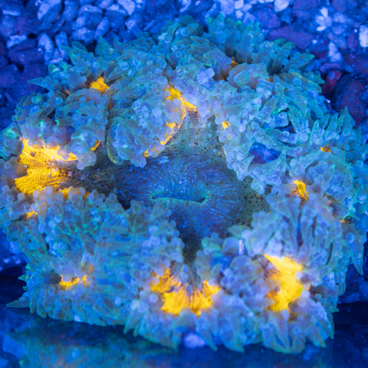 Ultra Rock Flowers (16)