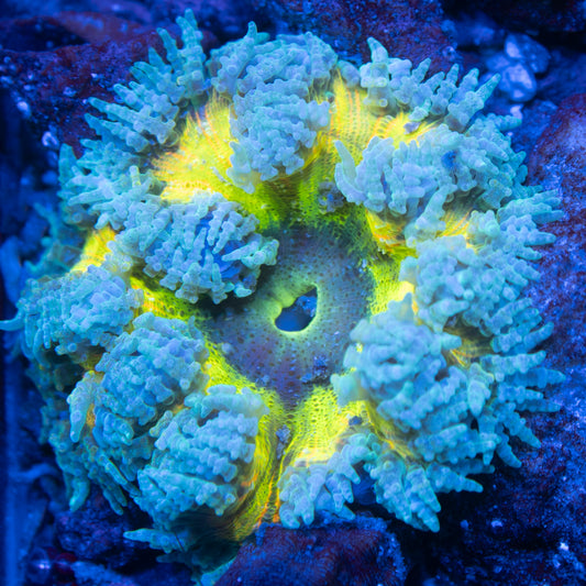 Ultra Rock Flowers (17)