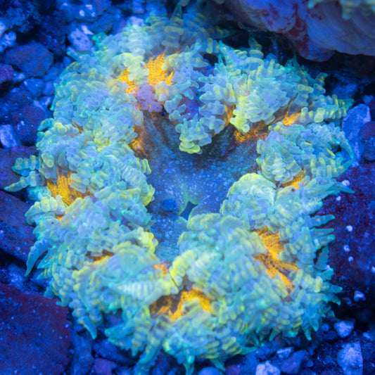 Ultra Rock Flowers (18)