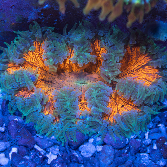 Ultra Rock Flowers (2)