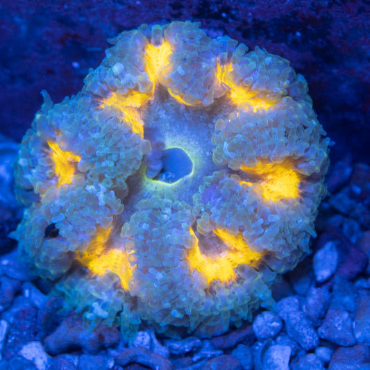Ultra Rock Flowers (3)