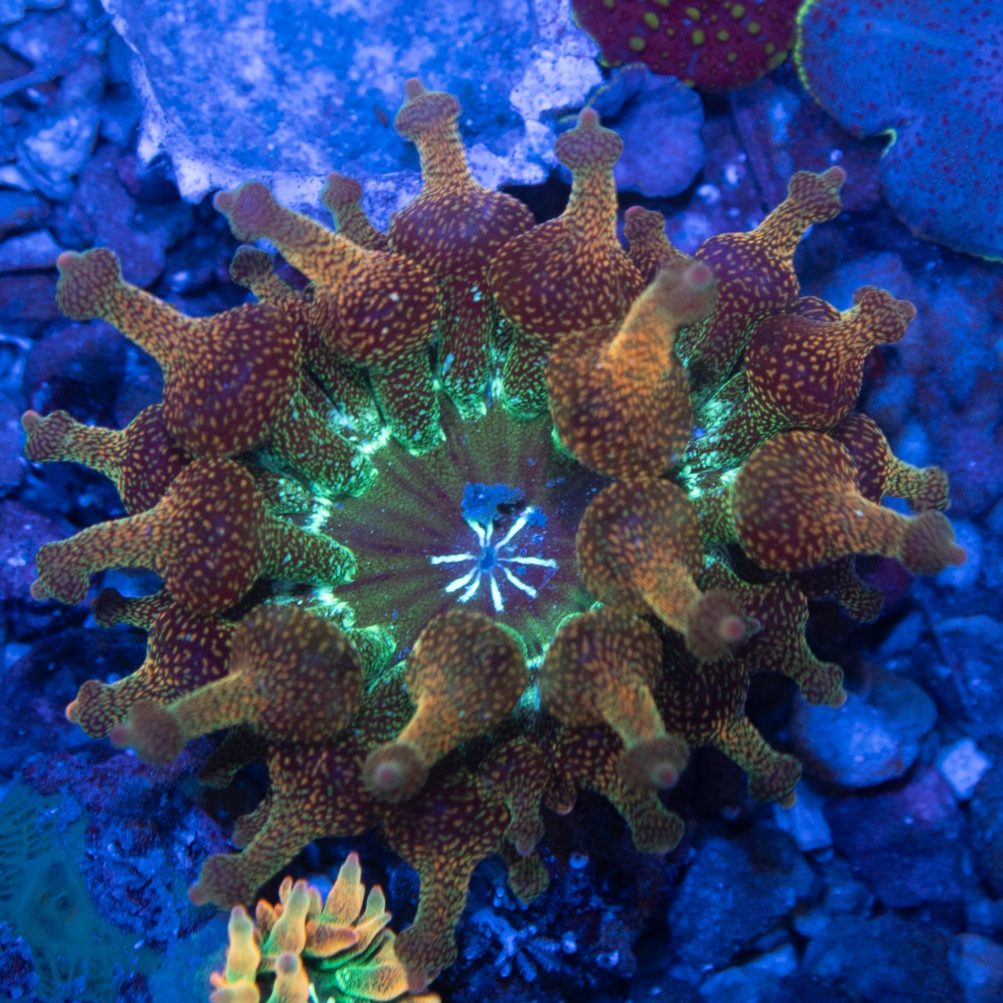 Rainbow Bubble Tip Anemone