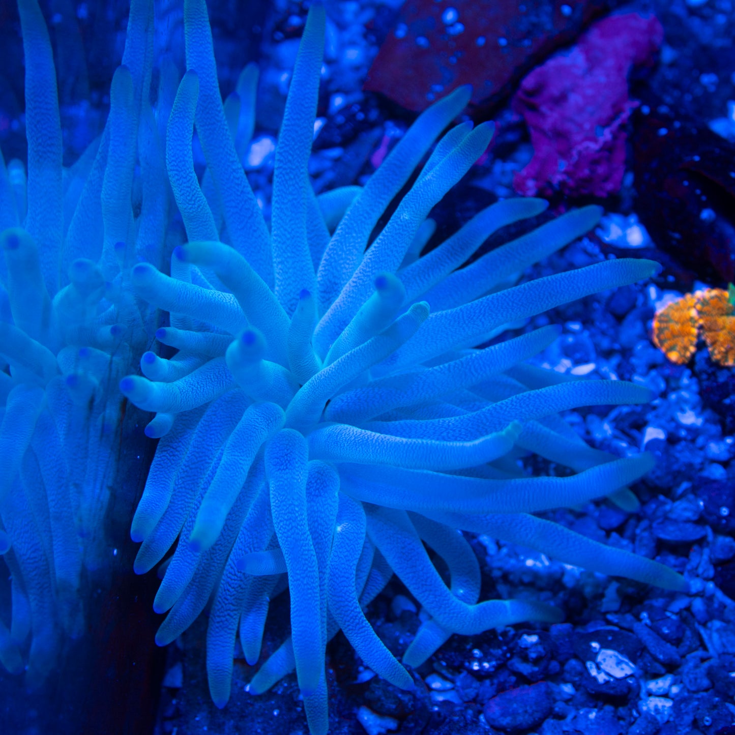 Condylactis Anemone