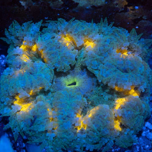 Ultra Rock Flowers (6)