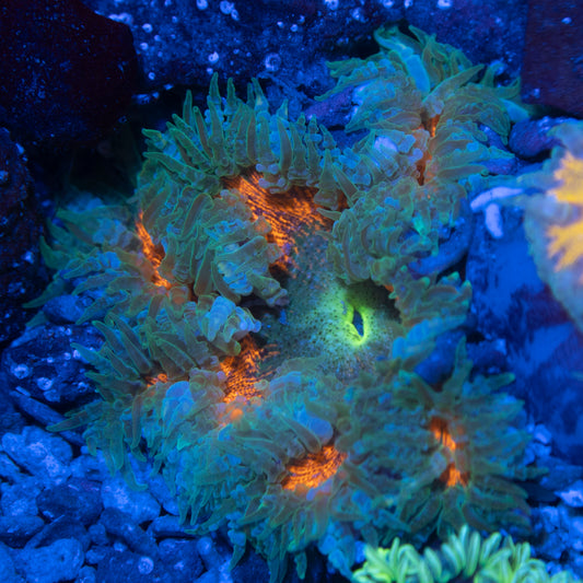 Ultra Rock Flowers (7)