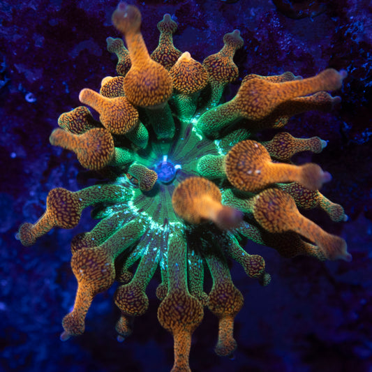 Rainbow Bubble Tip Anemone