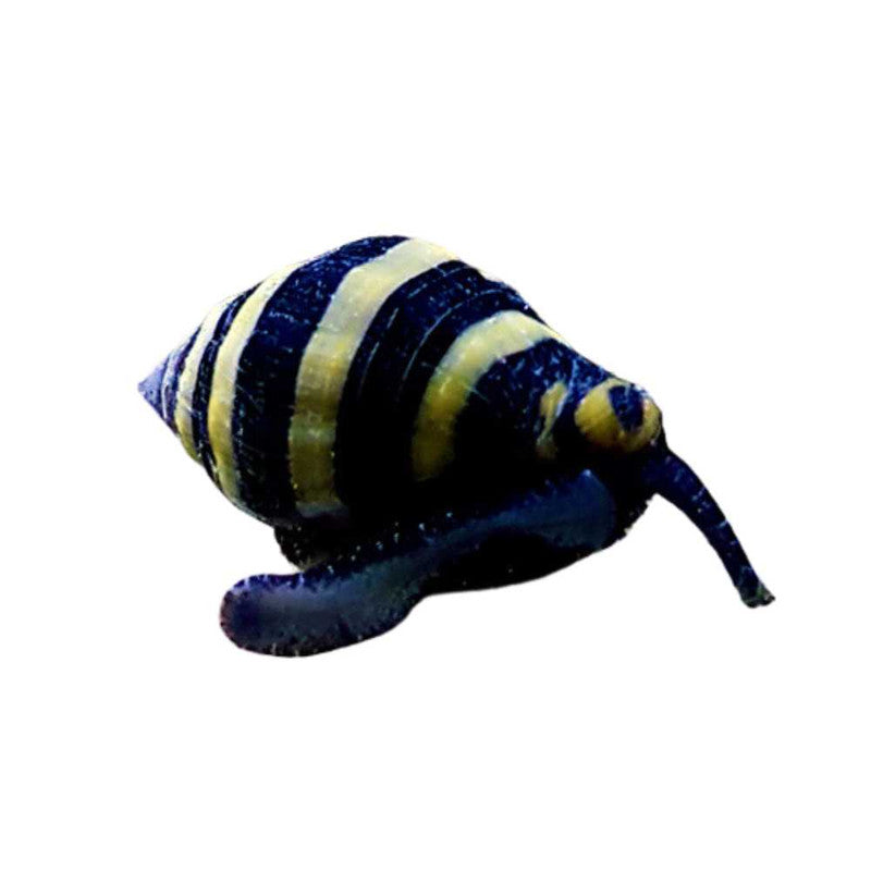 Bumble Bee Snail