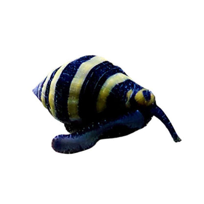 Bumble Bee Snail