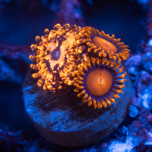 Utter Chaos And Bam Bam Zoas