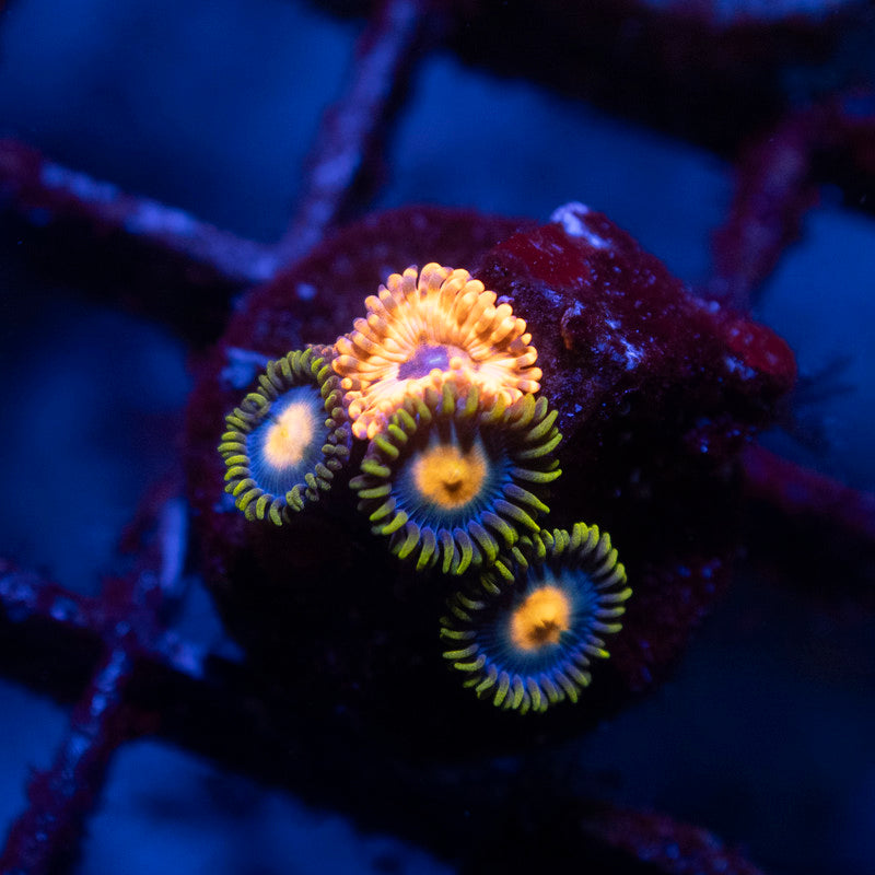 Utter Chaos & Blue Berry Pie Zoas - AquaGemCorals
