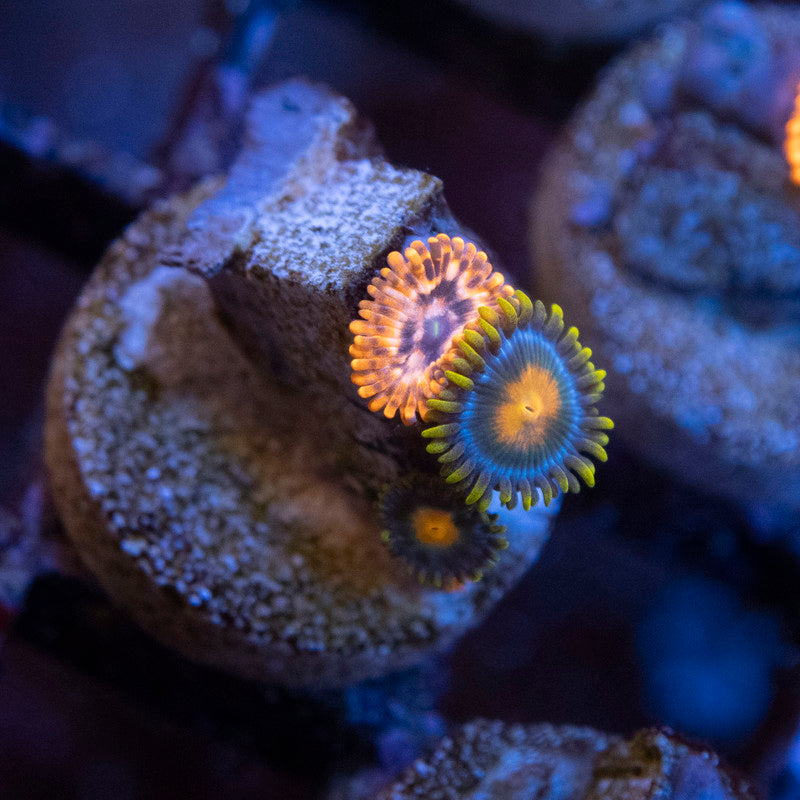 Utter Chaos & Blue Berry Pie Zoas