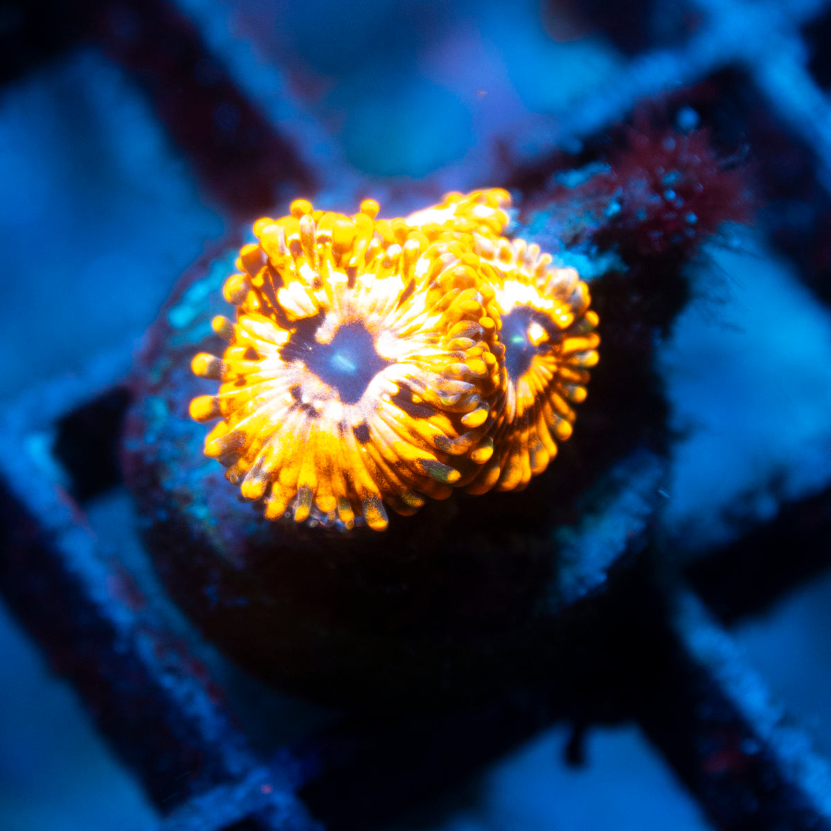 Utter Chaos Zoa live reef coral - AquaGemCorals