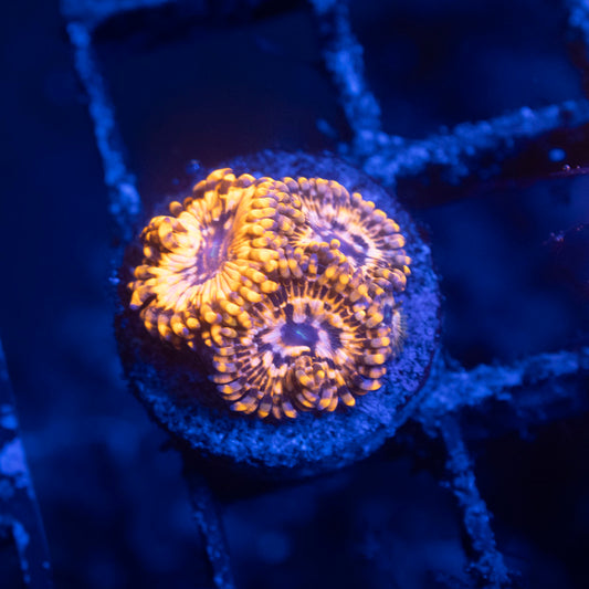 Utter Chaos Zoa