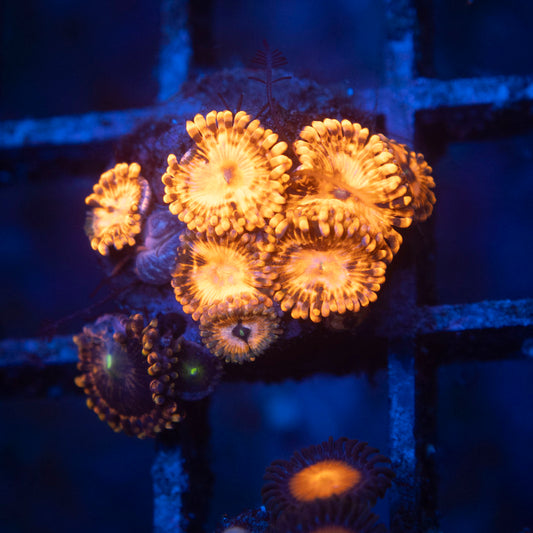Utter Chaos Zoa