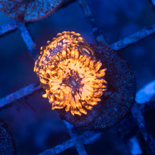 Utter Chaos Zoa