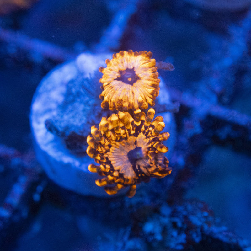 Utter Chaos Zoa WYSIWYG live coral for sale at AquaGemCorals