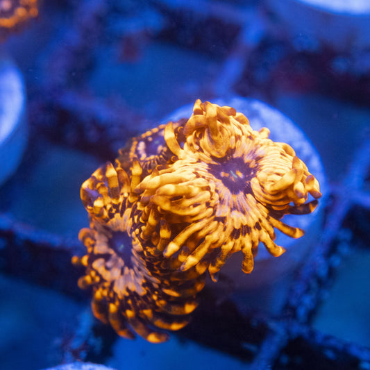Utter Chaos Zoa WYSIWYG live coral for sale at AquaGemCorals