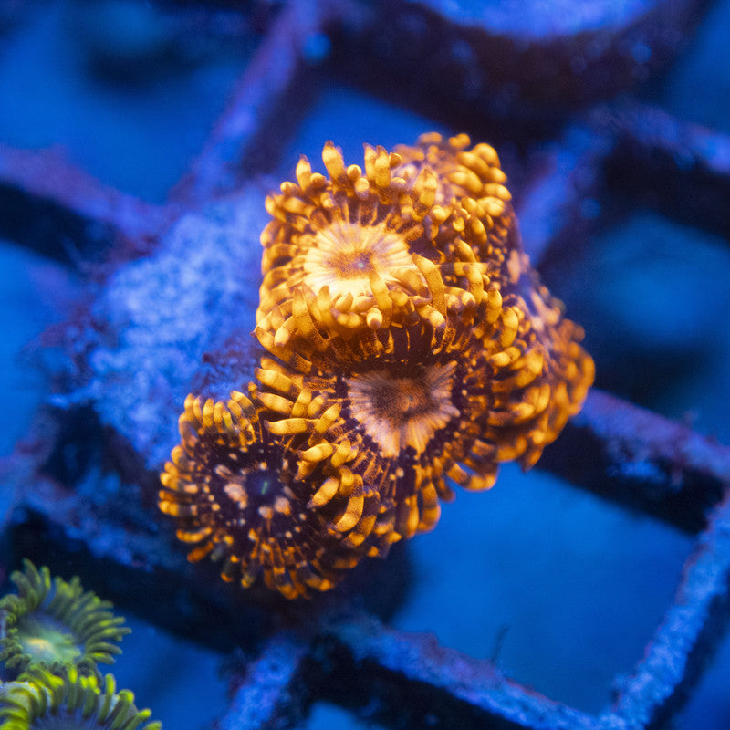 Utter Chaos Zoa WYSIWYG live coral for sale at AquaGemCorals