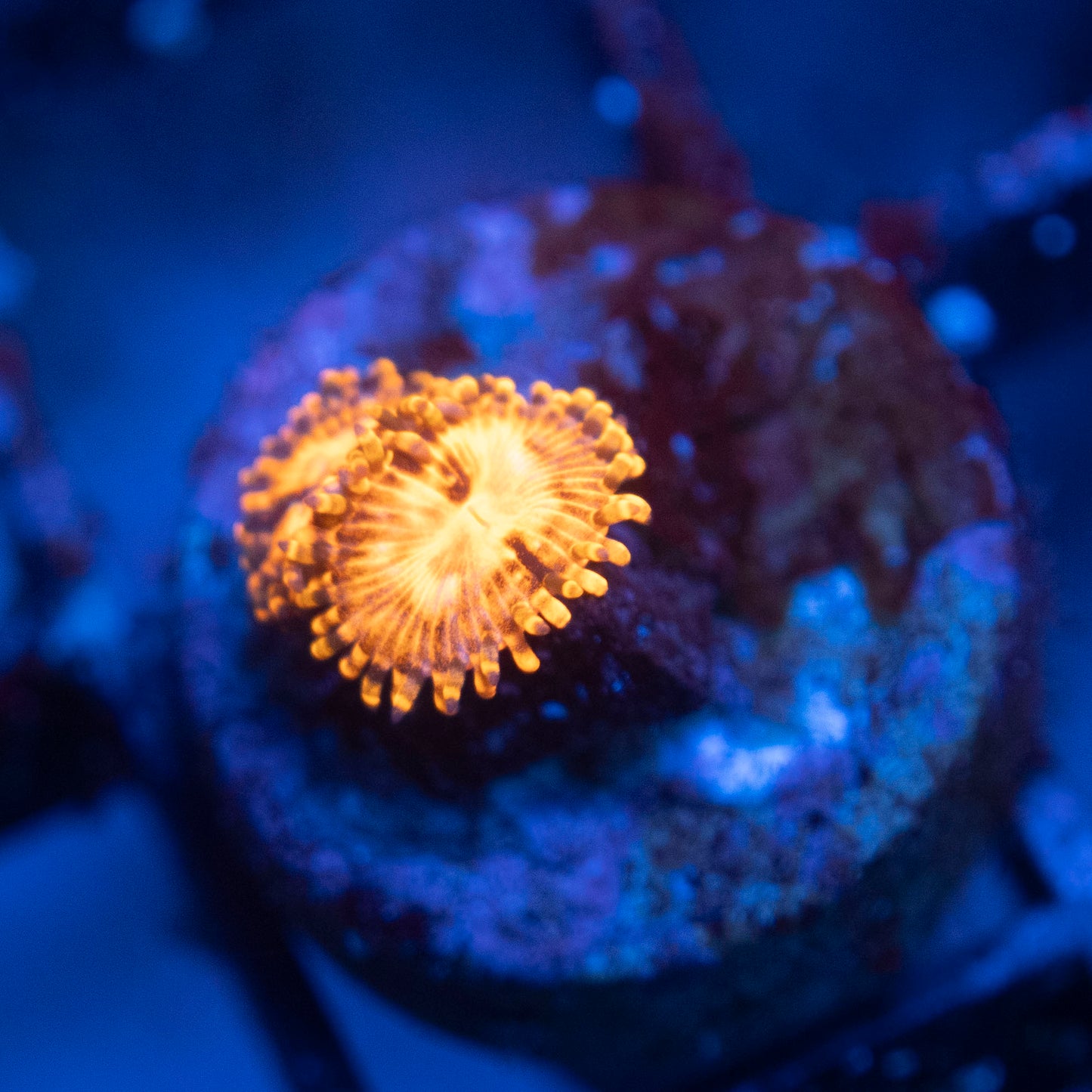 Utter Chaos Zoa WYSIWYG coral from AquaGemCorals