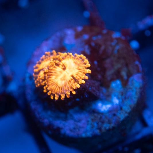 Utter Chaos Zoa WYSIWYG coral from AquaGemCorals