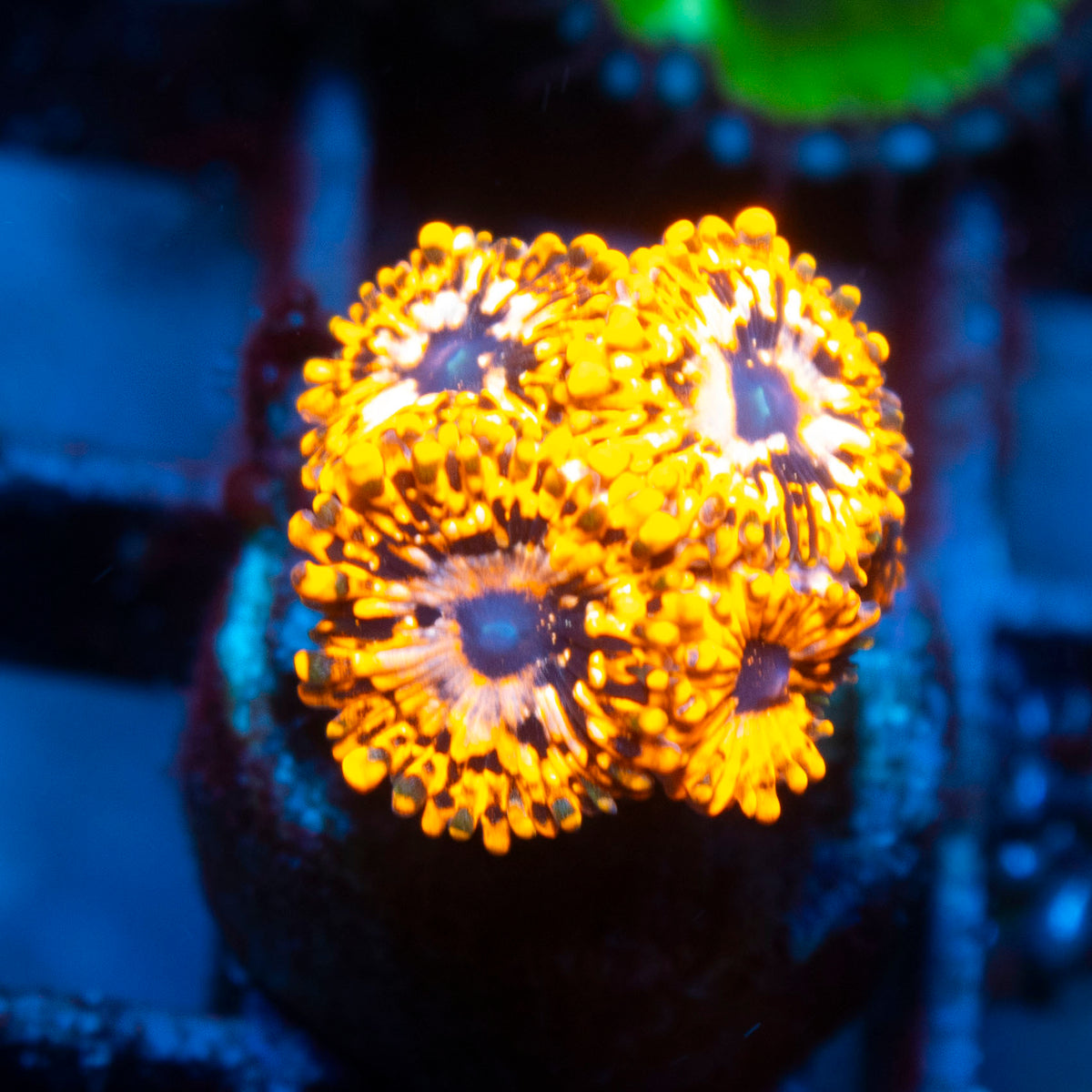 Utter Chaos Zoa live reef coral - AquaGemCorals