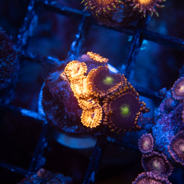 Utter Chaos and LC Antimater Zoa