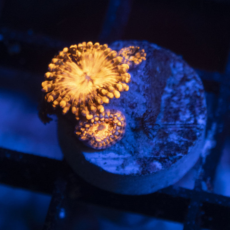 Utter Chaos zoa