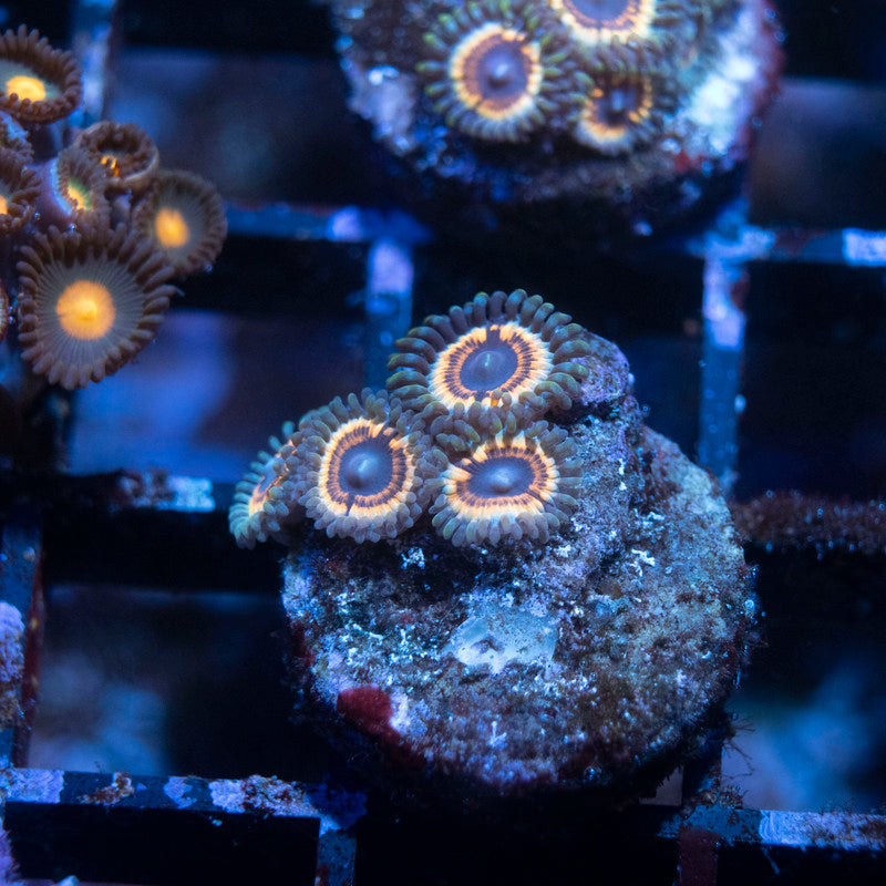 Vampire In Drag Zoanthids - AquaGemCorals