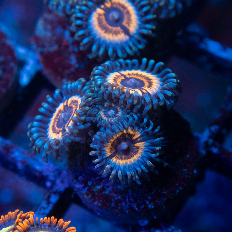 Vampire In Drag Zoanthids