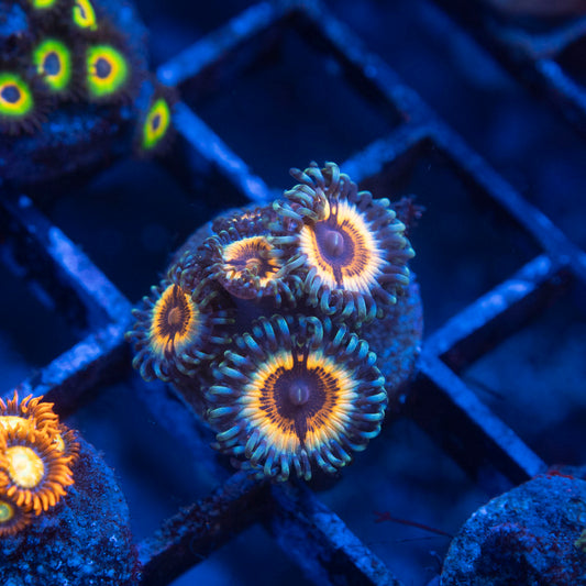 Vampire In Drag Zoanthids
