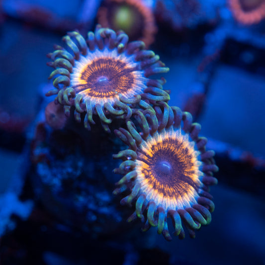 Vamps in Drag zoa  WYSIWYG coral from AquaGemCorals