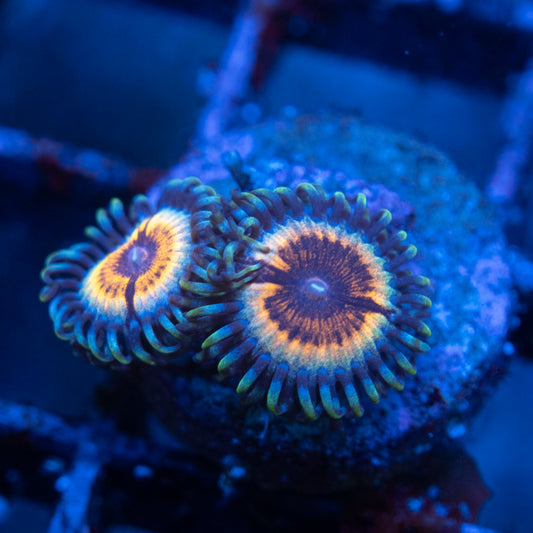 Vamps in Drag zoa  WYSIWYG coral from AquaGemCorals