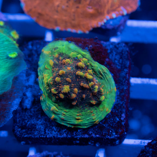 Venomous Vortex Chalice - AquaGemCorals