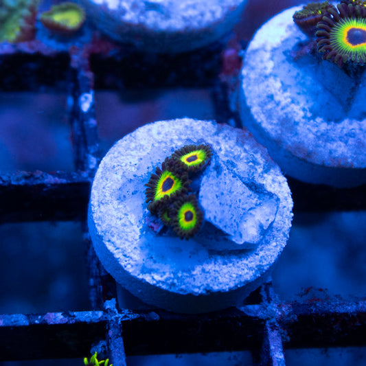 WWC Bob Marley Zoa