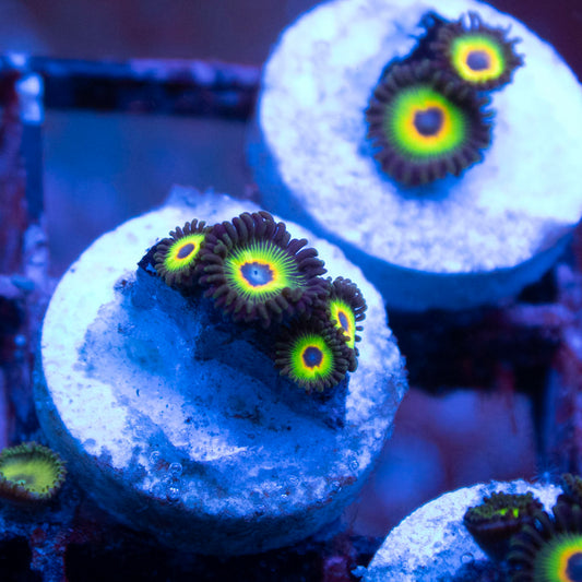 WWC Bob Marley Zoa