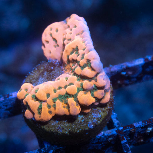 WWC Dragonfruit Montipora