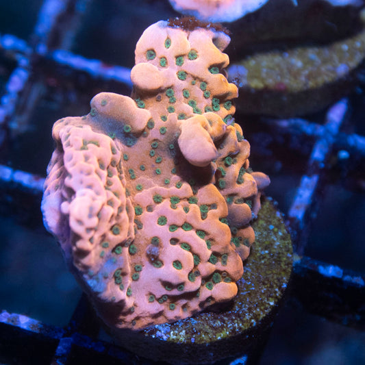 WWC Dragonfruit Montipora