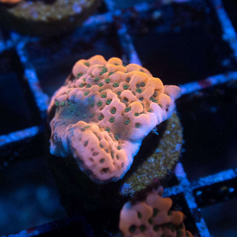 WWC Dragonfruit Montipora