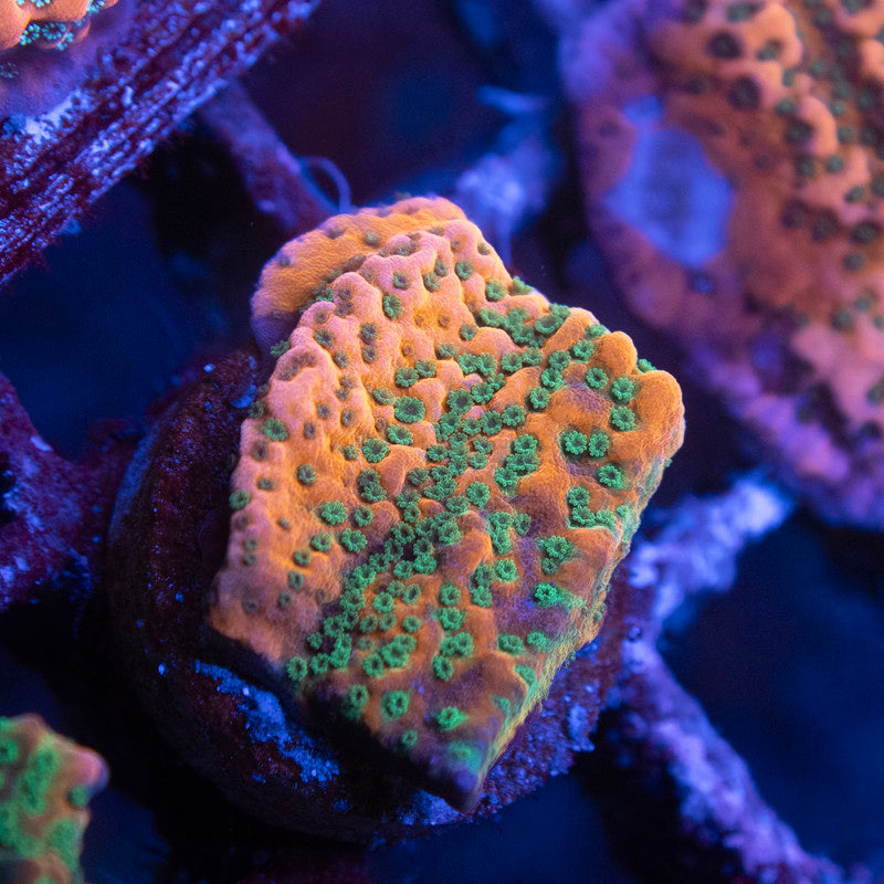 WWC Dragonfruit Montipora