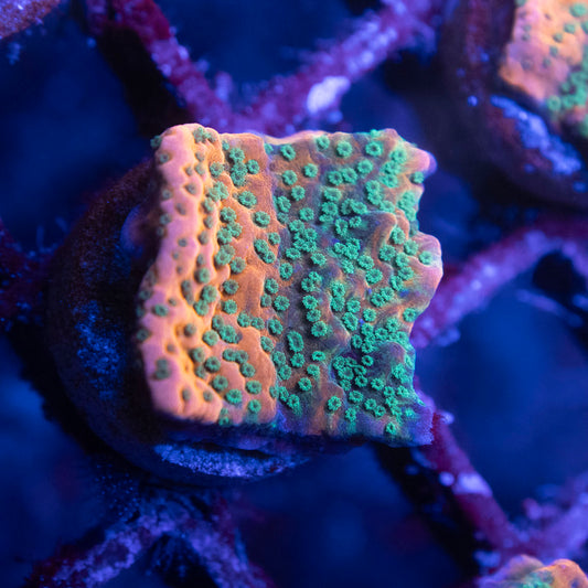 WWC Dragonfruit Montipora