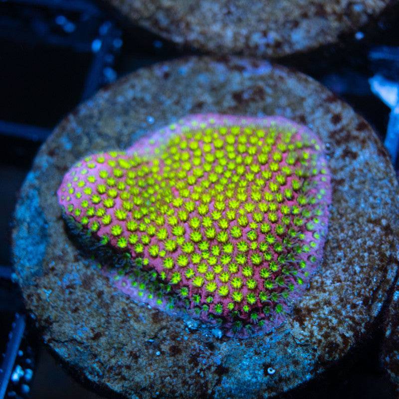 WWC Electric Daisy Stylocoeniella - AquaGemCorals