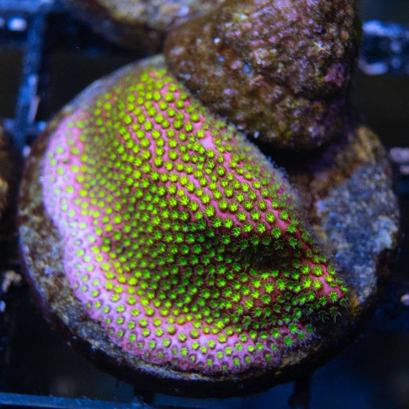 WWC Electric Daisy Stylocoeniella - AquaGemCorals